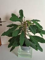 Euforbia trigona kamerplant, Groene kamerplant, Ophalen, Halfschaduw, Minder dan 100 cm