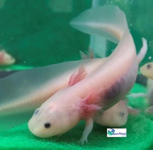 Axolotl Blue Eyed Lucy "Baby", Dieren en Toebehoren, Vissen | Aquariumvissen, Zoetwatervis, Overige typen