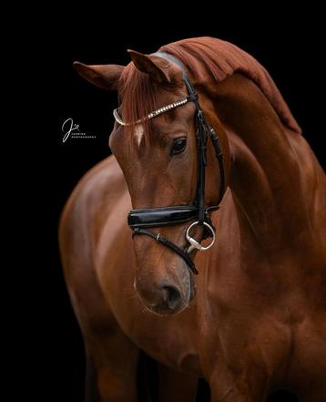 Super brave 4 jarige Vitalis merrie koop of lease beschikbaar voor biedingen