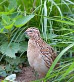 EUROPESE KWARTELS, Dieren en Toebehoren, Vogels | Overige Vogels, Mannelijk, Wildzangvogel