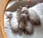 Mooie Bengaal kittens ook sneeuw Bengaal met Blauwe ogen, Meerdere dieren, Gechipt