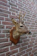 Prachtig opgezet hertenkopje met gewei op een schild, Verzamelen, Dierenverzamelingen, Ophalen of Verzenden, Zo goed als nieuw