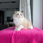 Ragdoll, Dieren en Toebehoren, Poes, Gechipt, 0 tot 2 jaar