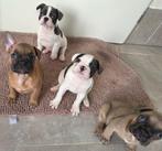 Franse Bulldog pups met NL paspoort – direct beschikbaar!, Dieren en Toebehoren, Honden | Bulldogs, Pinschers en Molossers, Parvo