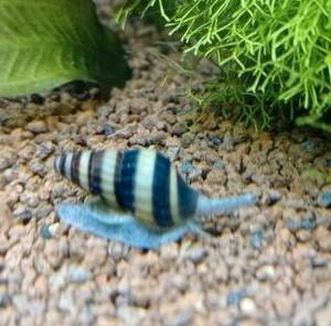 Anatome Helena slak. ( slaketende slak ), Dieren en Toebehoren, Vissen | Aquariumvissen, Slak of Weekdier