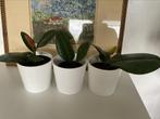 3x rubberplant in witte stenen bloempot, Overige soorten, In pot, Minder dan 100 cm, Bloeiende kamerplant