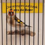 Major putter man, Dieren en Toebehoren, Mannelijk, Wildzangvogel, Geringd