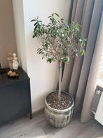 Bloempot voor binnen met olijfboom, Ophalen, Overige soorten, Halfschaduw, In pot