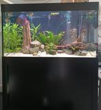 Prachtig aquarium (Romberg), Ophalen, Zo goed als nieuw, Gevuld zoetwateraquarium