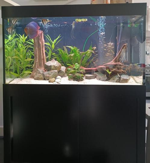 Prachtig aquarium (Romberg), Dieren en Toebehoren, Vissen | Aquaria en Toebehoren, Zo goed als nieuw, Gevuld zoetwateraquarium