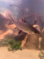 Balahaai vis, Dieren en Toebehoren, Vissen | Aquariumvissen, Vis