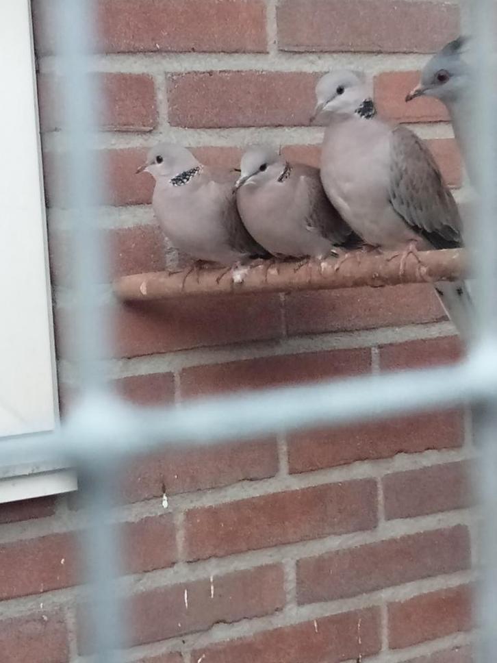 Mooi koppel parelhals duiven, Dieren en Toebehoren, Vogels | Duiven, Overige soorten, Meerdere dieren