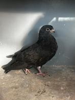 Canaria pieper (krooper), Dieren en Toebehoren, Vogels | Duiven, Geslacht onbekend, Kropper