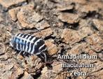 Armadillidium maculatum 'Zebra', Dieren en Toebehoren, Insecten en Spinnen, Overige soorten