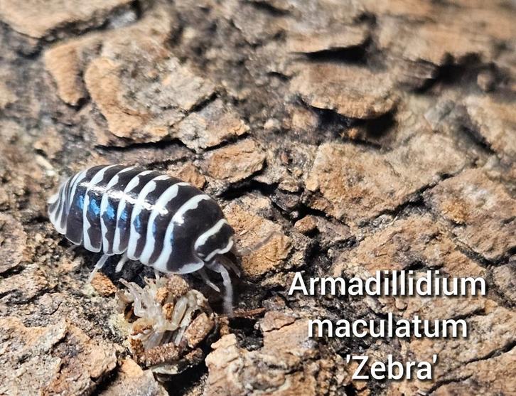 Armadillidium maculatum 'Zebra', Dieren en Toebehoren, Insecten en Spinnen, Overige soorten