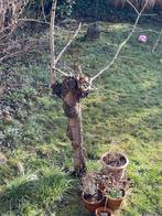 (stook)hout - zelf zagen en netjes afvoeren, Minder dan 3 m³, Ophalen, Stammen