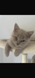 Britse korthaar kitten (Lilac), Dieren en Toebehoren, Katten en Kittens | Dekkaters