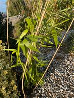 Bamboe - 1 tot 1.50m - Tuin of Bak, Ophalen, Volle zon, Vaste plant, Siergrassen
