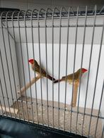 Roodkop binsenastrilde, Dieren en Toebehoren, Mannelijk