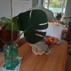 Monstera, Huis en Inrichting, Kamerplanten, Ophalen of Verzenden, Halfschaduw, Minder dan 100 cm