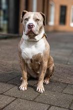 Lieve American Bully XXL -Sky Zoekt warm en liefdevol thuis, Dieren en Toebehoren, Honden | Bulldogs, Pinschers en Molossers, Overige rassen
