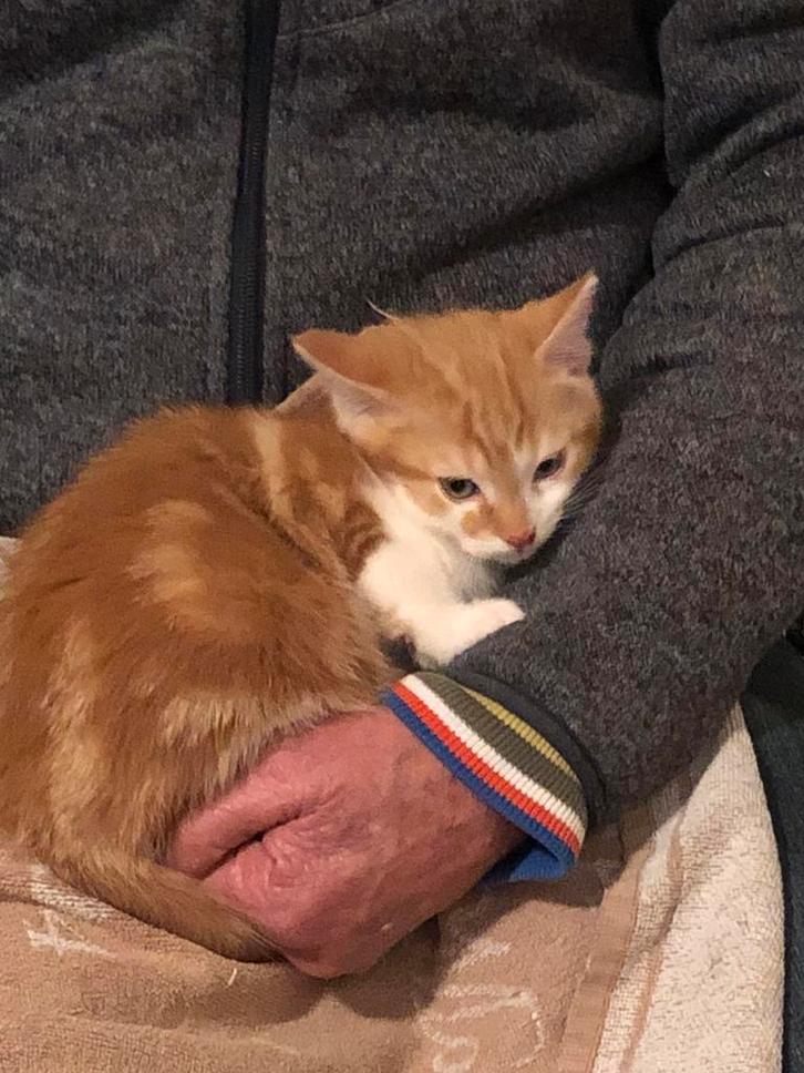 Jonge poesjes kittens  10 weken oud, Dieren en Toebehoren, Katten en Kittens | Overige Katten, Poes