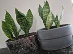 Kamerplant Sansevieria Zeylanica, Groene kamerplant, Ophalen of Verzenden, In pot