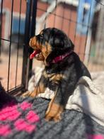 7 Prachtige rottweiler pups  nog 3 beschikbaar !, Rabiës (hondsdolheid), 8 tot 15 weken, Meerdere, Meerdere dieren