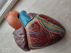 Handgemaakt Anatomisch Educatieve Model Hart 20cm groot, Ophalen of Verzenden