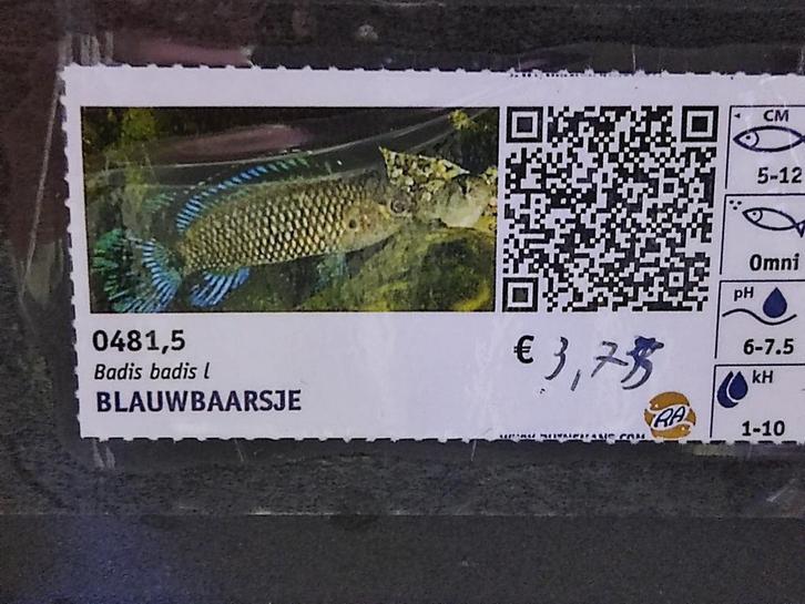 Blauwbaarsje, Dieren en Toebehoren, Vissen | Aquariumvissen, Zoetwatervis, Vis