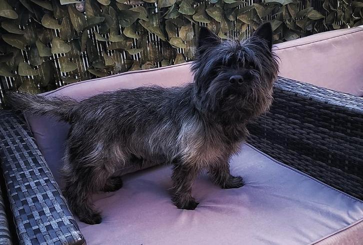 cairn terrier, Dieren en Toebehoren, Honden | Jack Russells en Terriërs, Reu, Overige rassen, Particulier, Eén hond, Nederland