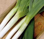 Zaden Prei 'Herfstreuzen 2', Verzenden, Voorjaar, Volle zon, Zaad