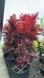 Acers Japanse esdoorn in veel verschillende soorten en maten, Tuin en Terras, Ophalen of Verzenden