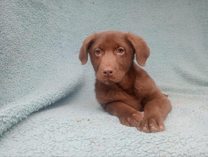 Prachtige stevige labrador pup een knappe reu, Dieren en Toebehoren, Honden | Retrievers, Spaniëls en Waterhonden, Reu, Labrador retriever
