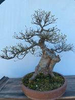 Bonsai Ulmus, fraaie en verfijnde oude boom, Tuin en Terras, Planten | Bomen, Minder dan 100 cm, Overige soorten, Ophalen of Verzenden