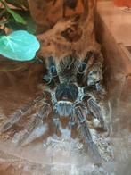 Aantal mooie vrouwenlijke tarantulas/ vogelspinnen, Spin of Schorpioen