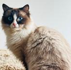 Ragdoll kitten (poes), Poes, Ontwormd, 0 tot 2 jaar