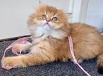 Britse langharige kittens te koop!, Meerdere dieren, Ingeënt, 0 tot 2 jaar