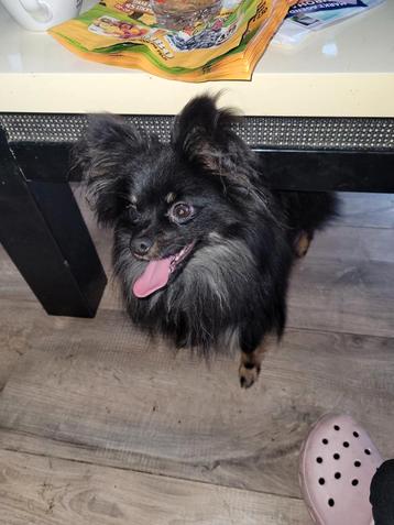 Mooie mini pomchi dekreu  beschikbaar voor biedingen