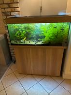 Aquarium juwel, Dieren en Toebehoren, Ophalen, Zo goed als nieuw, Gevuld zoetwateraquarium