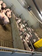 Kunststof hokinrichting vleesvarkens [812], Dieren en Toebehoren, Stalling en Weidegang, Boekhorst Trading, Info@boekhorsttrading.com