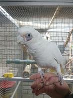 Naaktoog kaketoe Man., Dieren en Toebehoren, Vogels | Parkieten en Papegaaien, Mannelijk, Papegaai, Geringd