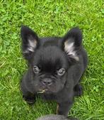 Franse bulldog fluffy pups, Dieren en Toebehoren, Honden | Bulldogs, Pinschers en Molossers, België, Rabiës (hondsdolheid), 8 tot 15 weken