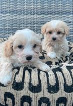 Malitpoo pups, maltezer x toy poedel uit geteste ouders, Dieren en Toebehoren, Honden | Chihuahua's en Gezelschapshonden, Overige rassen