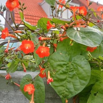 Ipomoea rubriflora zaden  beschikbaar voor biedingen
