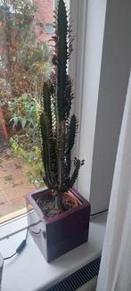 Cactus incl pot, Huis en Inrichting, Ophalen, Cactus, Volle zon, Minder dan 100 cm