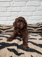 Maltipoo choco pups, Dieren en Toebehoren, Honden | Chihuahua's en Gezelschapshonden, Overige rassen, CDV (hondenziekte), 8 tot 15 weken