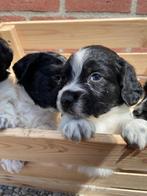 Friese Stabij/Wetterhoun pups, Meerdere, 8 tot 15 weken, Meerdere dieren, Nederland