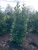 Mooie groote laurier struiken, Ophalen of Verzenden, Laurier, 100 tot 250 cm