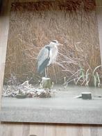 Reiger, December, Meerdere dieren